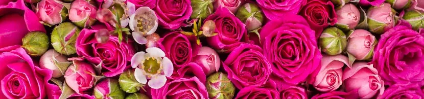 amarre rosas