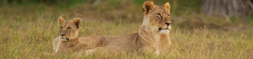 Sueños con animales salvajes