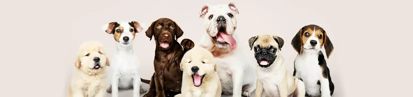 Soñar con cachorros