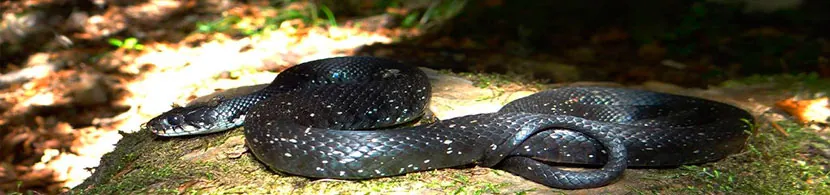 Soñar con culebras negras