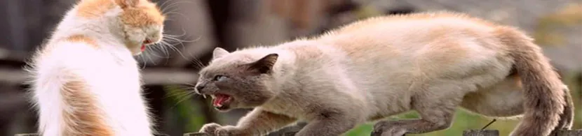 Soñar con un gato agresivo, ¿qué significa?