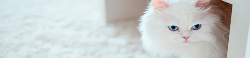 Soñar con un gato de color blanco