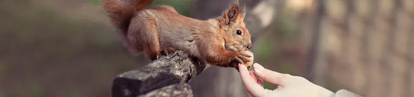 Ofrecer comida a un animal
