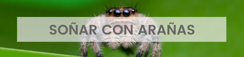 ¿Qué significa soñar con arañas?