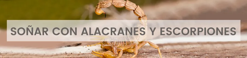 ¿Qué significa soñar con alacranes y escorpiones?