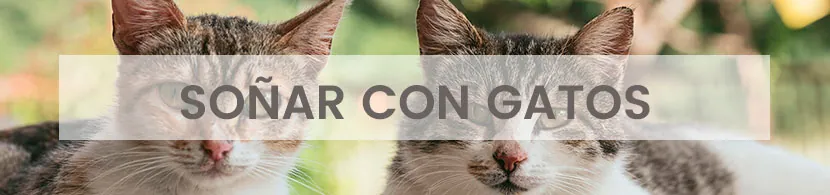 Significado de soñar con gatos