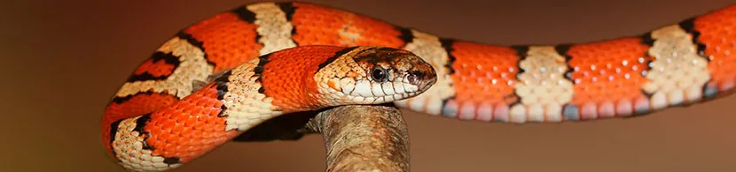 Soñar con víboras de colores
