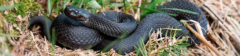 Soñar con víboras negras