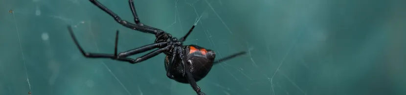 Sueños con arañas viuda negra